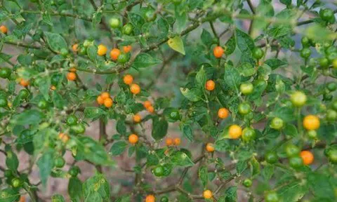 Loại quả đắt đỏ bậc nhất thế giới, giá tới 600 triệu đồng/kg, ở Việt Nam có người đem tặng miễn phí