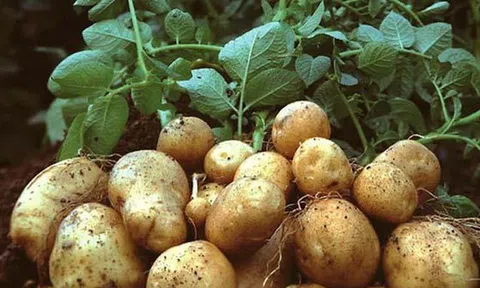 Củ này rẻ hơn khoai sọ, bổ hơn khoai lang, chợ Việt bán 40.000đ/kg: Không mua phí của trời!