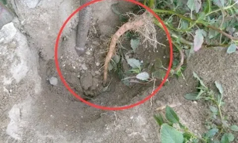 Cây người Việt chỉ ăn lá, ai ngờ rễ mới là “mỏ vàng” hái ra tiền