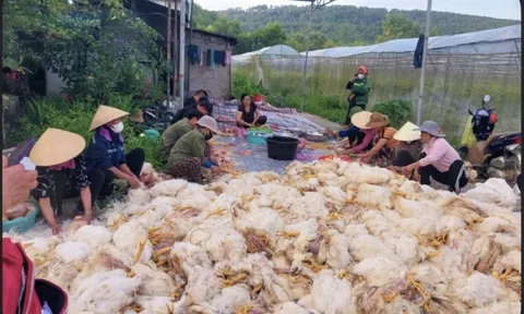 Người dân đến hỗ trợ, giải cứu chủ trại có hơn 10.000 con gà chết ngạt