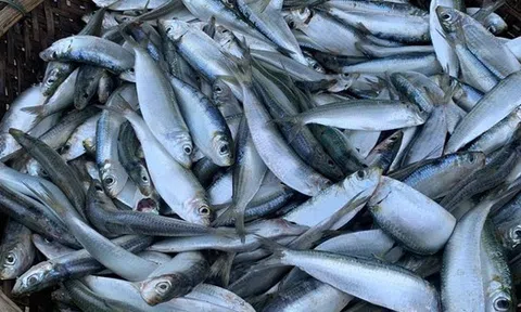 Loại cá "béo" giúp giảm mỡ máu, giàu omega-3 hơn cả cá hồi, giá rẻ bán la liệt chợ Việt