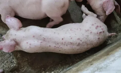 Lợn phải tiêu hủy do dịch bệnh được hỗ trợ 40.000 đồng/kg hơi