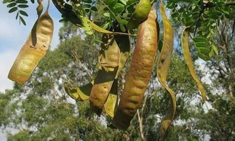 1 loại quả mọc dại ở Việt Nam có giá hơn 2 triệu đồng/kg ở Trung Quốc: Hóa ra là "kho" dược liệu quý