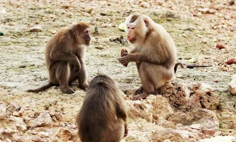 Khám phá đảo khỉ giữa lòng hồ Ngàn Trươi