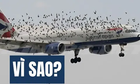 Kiến thức Vật Lý lớp 10 này sẽ khiến bạn hiểu ra điều không tưởng: Vì sao chim có thể đâm thủng cả máy bay!