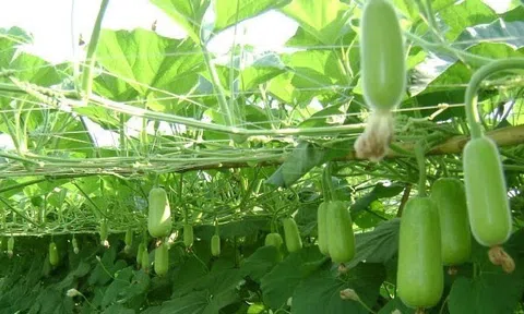 Loại quả mọc bờ bụi xưa nay hóa đặc sản, "có giá" trên mâm cơm