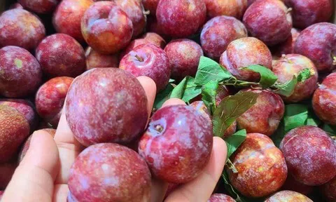 Mận đang bán đầy chợ, nhìn vào chỗ này biết ngay quả nào đắng chát, đọc rồi nhắc người thân của bạn nhé!