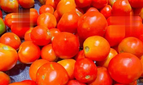 Khi mua cà chua, nên chọn quả tròn hay nhọn? Một nông dân trồng rau giàu kinh nghiệm sẽ chỉ chọn loại này