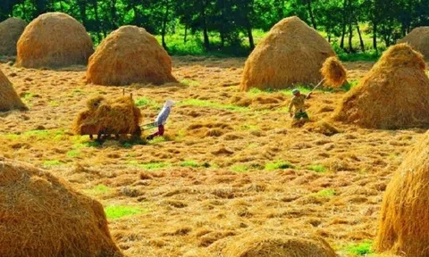 Sau mỗi mùa vụ, người Việt lại làm 1 việc: "Kho báu tỷ đô" bị thiêu rụi, hại cả môi trường lẫn sức khỏe