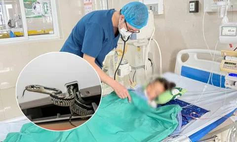 Vụ rắn cạp nia chui ra từ điều hòa cắn bé 7 tuổi lúc hơn 3h sáng: Người mẹ hoảng sợ kể lại toàn bộ sự việc