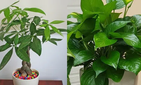 3 cây phong thủy là "vật giữ vía của" người Nhật: Vừa dễ trồng vừa thu hút tài lộc