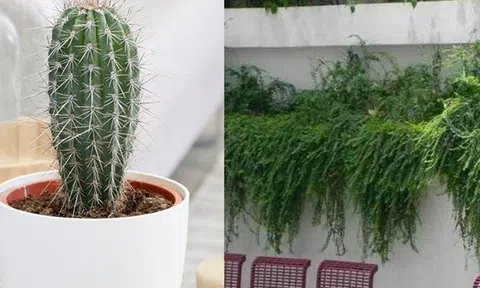 Nhiều người đang trồng 5 cây này mà không hay biết: Hao tài, mất lộc, thu hút vận xui