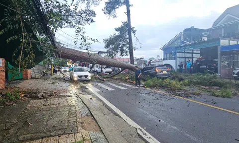 Mưa lớn, thông cổ thụ tại Lâm Đồng đổ, đè bẹp xe hơi đang chạy