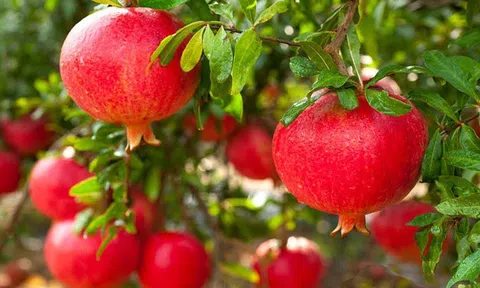 4 loại cây cứ trồng là "ôm lộc" vào nhà, chặt đi là mất hết!