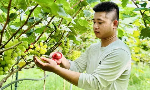 Chàng kỹ sư trẻ Nghệ An vào Hà Tĩnh lập nghiệp trồng nông sản hữu cơ