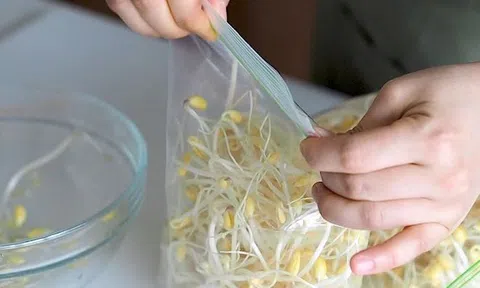 3 kiểu bảo quản giá đỗ tiện thì có tiện nhưng cực nhanh hỏng, mất dinh dưỡng còn “rước” bệnh vào nhà