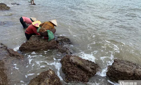 Nông dân Nghệ An vớt “lộc biển”, kiếm nửa triệu mỗi ngày
