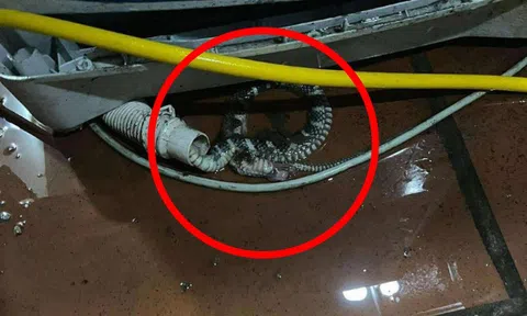 Kiểm tra máy giặt, người dùng tá hỏa phát hiện có rắn bên trong: Chúng đi vào từ đường nào?
