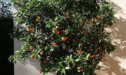 Người thông minh bí mật trồng 5 cây cảnh trong nhà: Gia tăng vận khí, hút lộc vào như nước