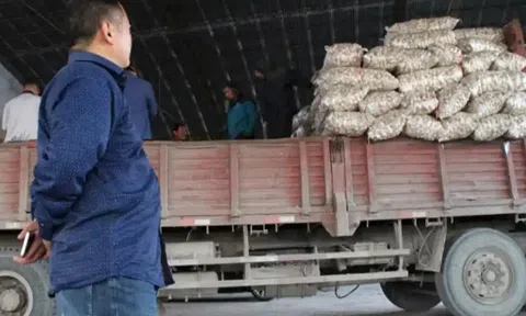 Thương lái chi 6 tỷ đồng mua 500 tấn tỏi gửi kho lạnh chờ bán, 1 năm sau chết lặng khi kho rỗng không, quản lý khẳng định: "Không có hóa đơn xuất kho"
