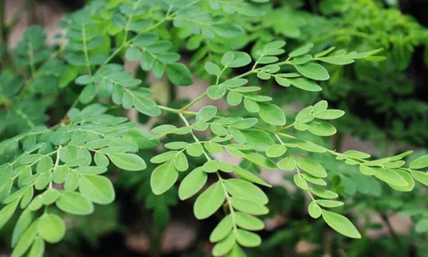 Việt Nam có 1 loại "lá trường thọ", được Mỹ đánh giá tốt hơn cả trà xanh: Từ rễ đến ngọn đều là thuốc, bổ ngang tổ yến nhân sâm