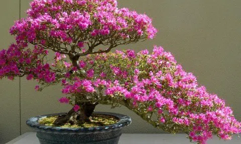Ngày càng ít người trồng đỗ quyên trong nhà, 3 lý do nghe xong phải gật gù đồng ý