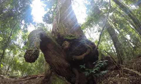 "Cây của trời" giữa đại ngàn Trường Sơn: Bí mật loài cây trường tồn đến 2 thiên niên kỷ