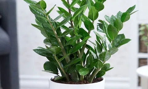 Trồng kim tiền: 3 đại kỵ cần tránh kẻo cây tàn, người lụi bại