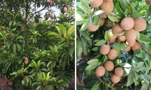 5 cây được khuyên NÊN trồng trước nhà: Phong thủy hanh thông, tài lộc "không cầu mà tự đắc"