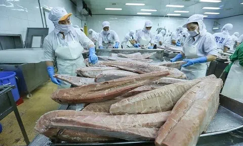 Cuộc chuyển mình của ngành cá ngừ trong năm 2025