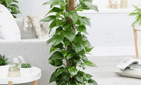 NASA chỉ điểm loại cây được mệnh danh là máy lọc không khí, hút sạch 80% khí độc và bụi bẩn trong 24h