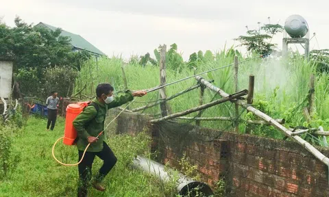 Châu chấu tre tràn xuống ruộng vườn, Hà Tĩnh ra công điện khẩn