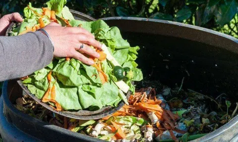 Chôn 2 thứ "rác" này vào chậu cây: Hoa tuôn nở như suối, ra quả tưng bừng ngọt lịm