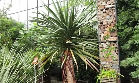 Những người thuộc mệnh này trồng cây Đại Lộc như "Hổ mọc thêm cánh"