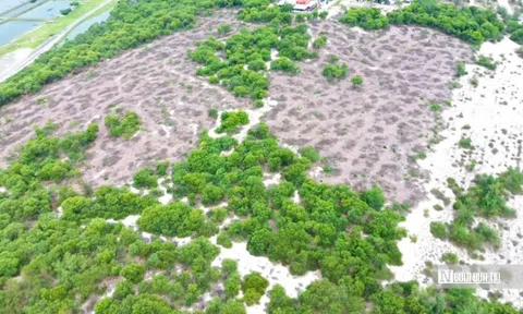Vụ hơn 2,5ha rừng phòng hộ bị cưa hạ: Người mua chuyển tiền vào tài khoản lãnh đạo xã