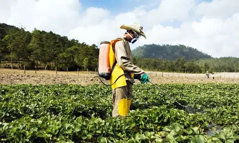 Hỗ trợ nông dân canh tác, sử dụng thuốc bảo vệ thực vật bền vững