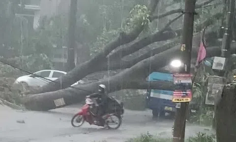 Hà Nội khẩn trương khắc phục hơn 940 cây đổ, gãy cành sau trận dông lớn
