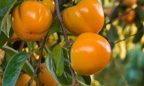 "Trồng cây là trồng phúc, giữ cây là giữ lộc" - Nhà có 7 cây này quý nhân chắc chắn ghé thăm!