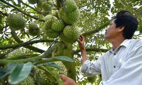 Sầu riêng chưa cho trái, 'đại gia' Đắk Lắk vẫn lãi kỷ lục