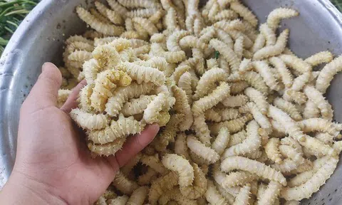 3 món đặc sản "ngọ nguậy" của Việt Nam khiến du khách nước ngoài khóc thét, người Việt lại mê tít