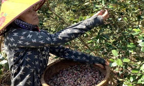 Cả thôn làm giàu nhờ trồng loại cây trên đồi cho thu nhập cao