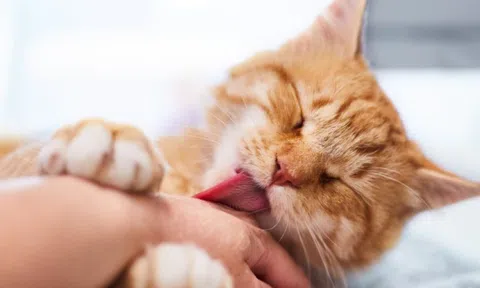 Bé trai 11 tuổi tử vong sau khi bị mèo cào, Bệnh viện Bạch Mai thông báo khẩn