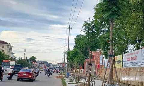 Vì sao cây phượng được chọn để trồng trên đường Phạm Văn Đồng?