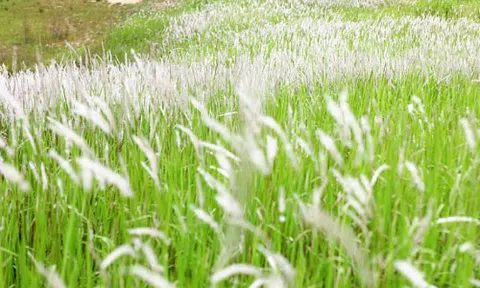 Cây cỏ dại mọc khắp nơi nhưng ít người biết là thuốc khỏe thận, mát máu: Bộ Y tế công nhận tác dụng