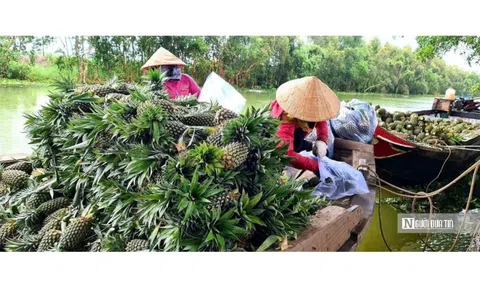 “Vàng xanh” trên vùng đất khó: Hướng đi mới cho nông nghiệp bền vững ở miền Tây