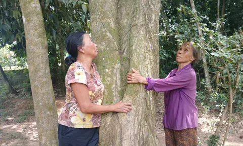 Cả làng đồng lòng bảo vệ vườn cây cổ thụ suốt gần hai thế kỷ