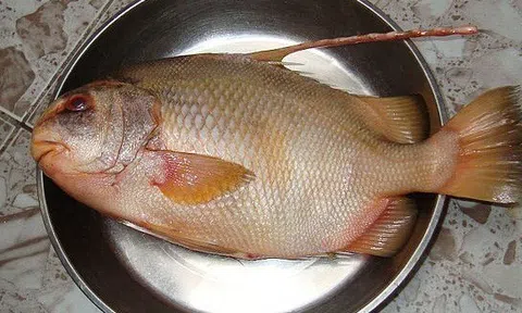 4 loại cá khó nuôi nhân tạo, thịt bổ không tanh, nhà giàu săn lùng từng con