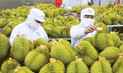 Xuất khẩu sầu riêng vào 'khuôn khổ' mới