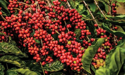 Mỹ áp thuế 50% lên Brazil, MXV-Index mất đà giảm xuống 2.226 điểm