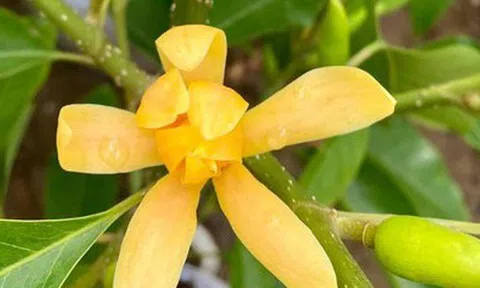 Lộc trời được ví "đắt hơn vàng", nở đẹp hơn huệ tây, giữ hương lâu nhất trong thế giới hoa cảnh